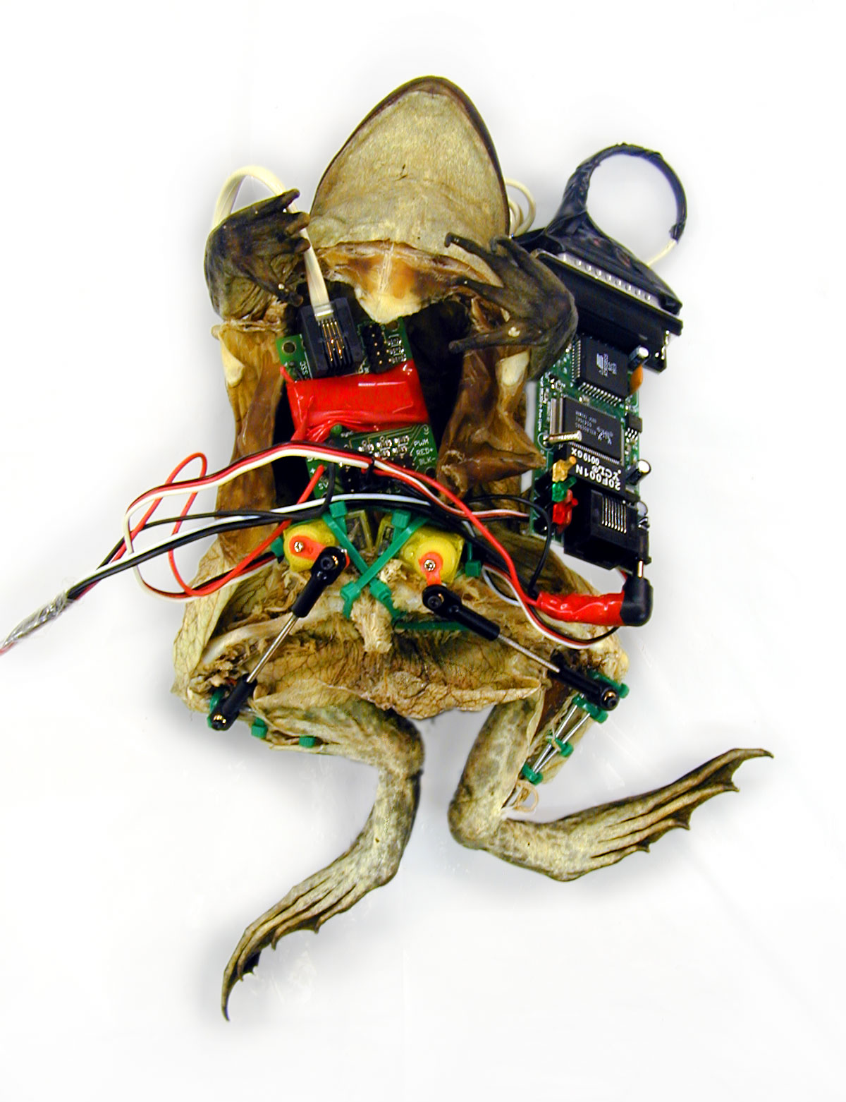 Garnet Hertz - Experiments in Galvanism: Frog with Implanted Webserver