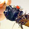 Posthuman System #1: Cockroach with Wireless Video