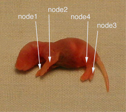 Figure 1. Implanted network nodes in preserved mouse fetus: one miniature microprocessor per body limb.