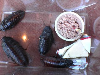 insects in cage eating liverwurst and cheese